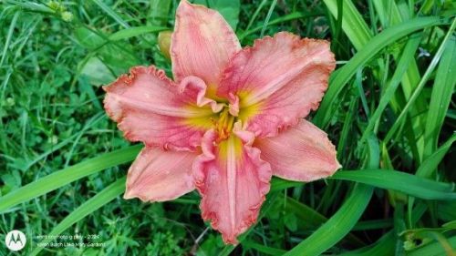 frilly pink seedling