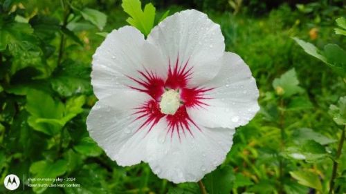 Rose of Sharon seedling