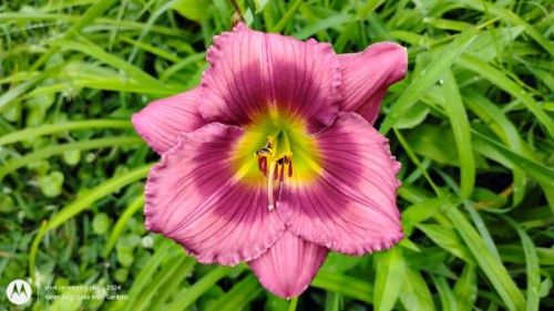 Rose daylily seedling