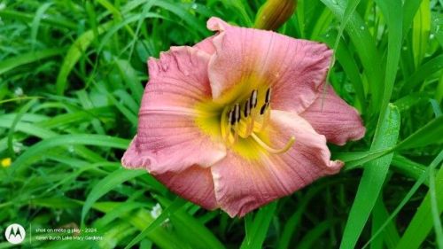 Another daylily seedling with gold dusting in the center