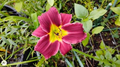 Red daylily Seedling
