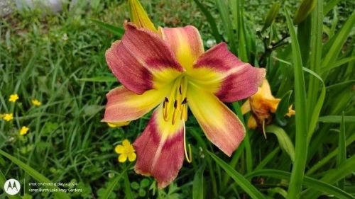 Another Tuscawilla Snowdrift x Wilson's Yellow seedling