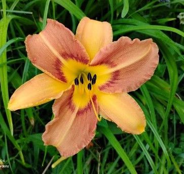 Daylily Seedling