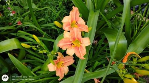Daylily Seedling