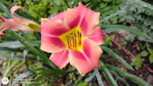 daylily seedling miniature bright colors 