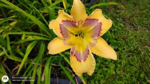 Building on Tradition Daylily seedling with yellow