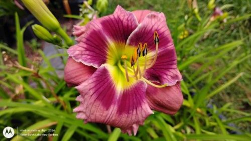 Building on Tradition Seedling