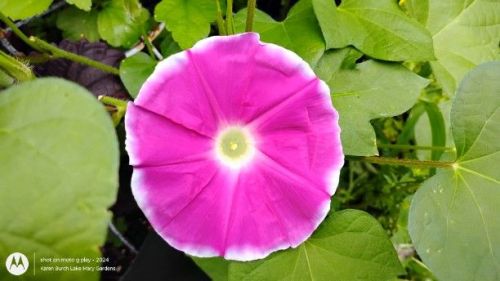 pink with white picotee japanese morning glory