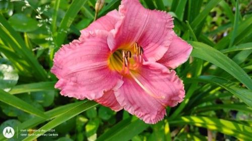 bright pink daylily seedling