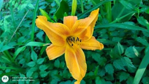 Daylily gold Seedling