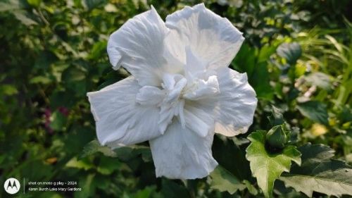 Chiffon White Rose of Sharon
