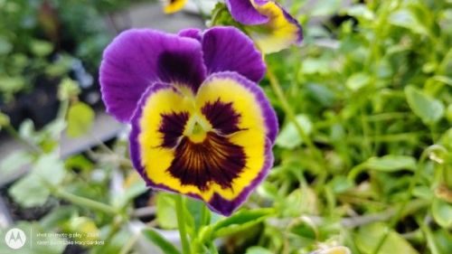 purple and yellow pansy