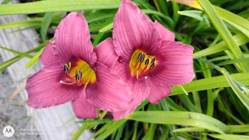 Daylily miniature pink Seedling