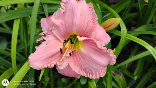 pink daylily seedling