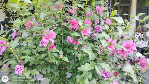 double rose of sharon lavender