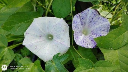 Japanese Morning Glory purple speckled variations