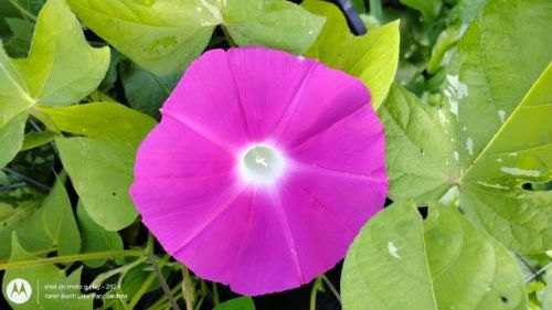 Japanese Morning Glory pink
