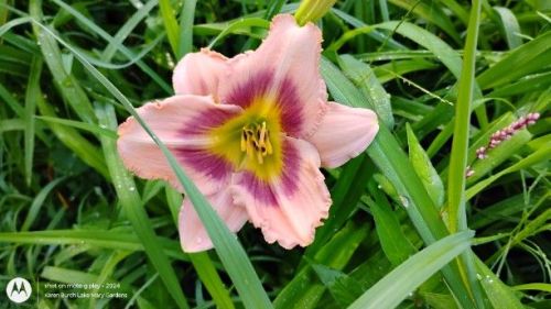 pink and purplish pink daylily seedling