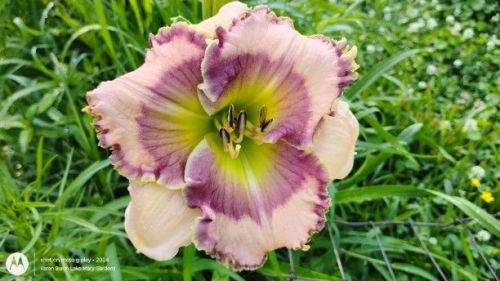 Daylily Seedling pinkish purple tones
