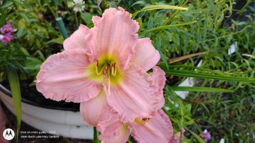 Light pink daylily seedling