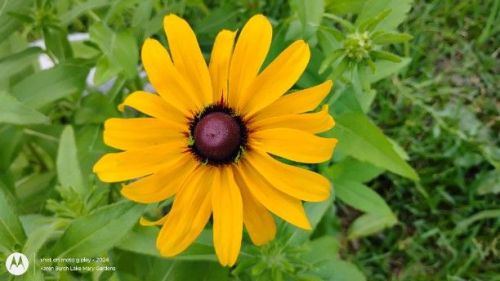 Black Eyed susan