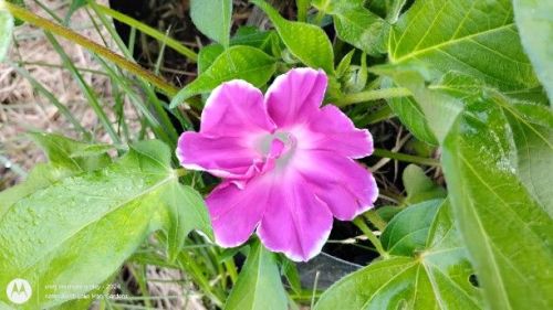 Japanese Morning Glory pink