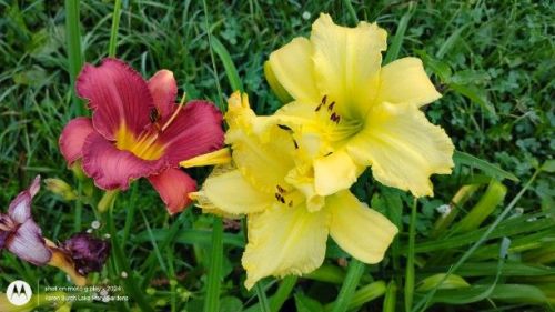 Burgundy and Yellow daylily seedlings