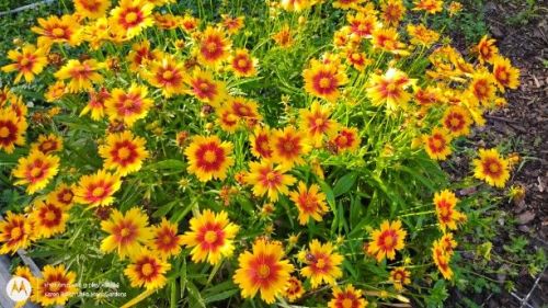 Coreopsis red center