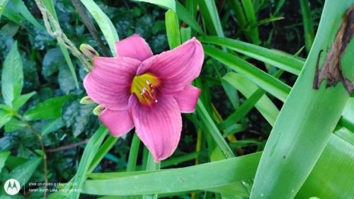 miniature daylily seedling