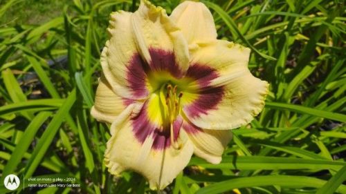 Burgundy and Yellow daylily seedling