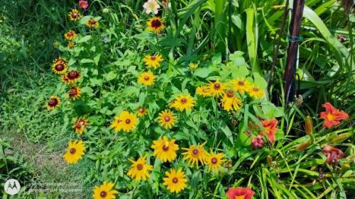 Blackeyed Susan blooms
