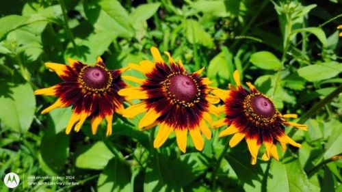 Blackeyed susan burgundy and yellow