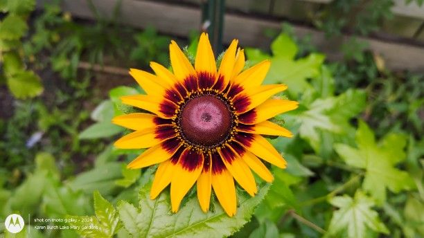 Burgundy and yellow Blackeyed Susans
