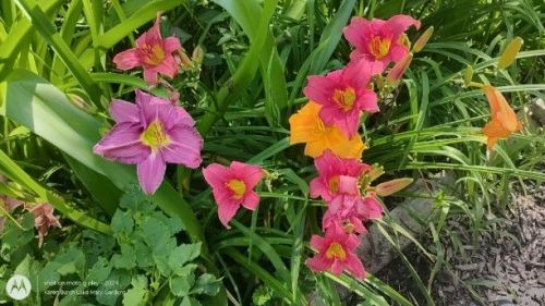 Multi colored daylily seedlings