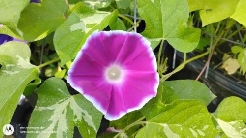 Miniature Japanese Morning Glory White Picotee