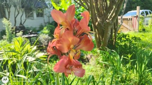 Tall Peach Canna Lily seedling