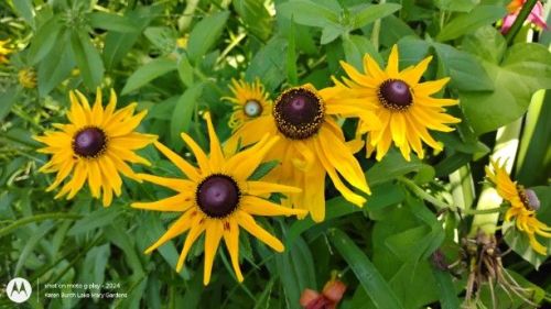 Blackeyed Susan blooms