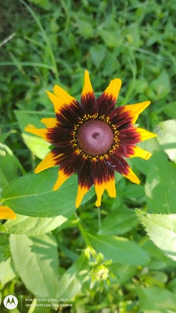 Burgundy and yellow Blackeyed Susans