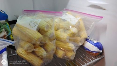 Bantam Corn in the freezer