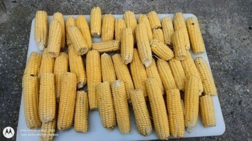 Bantam Corn Harvest