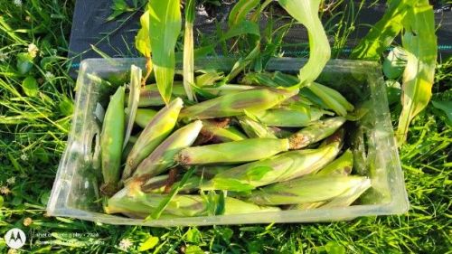 Bantam Corn Harvest