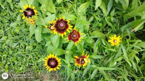 Blackeyed susan burgundy and yellow
