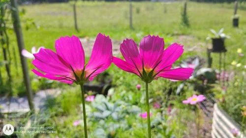 Fuschia Cosmos in the Sunlight