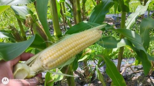 Bantam Sweet corn