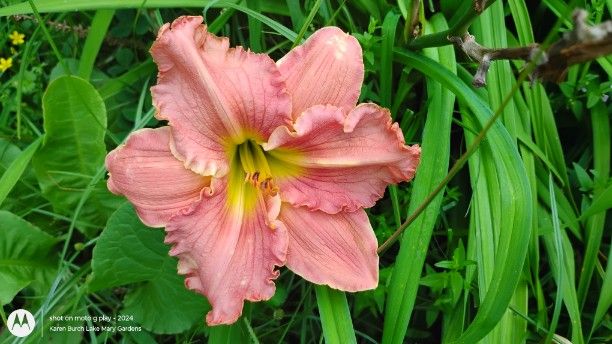 daylily seedling dusky melon with ruffles