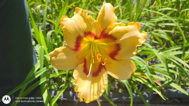 Burgundy and Yellow daylily seedling