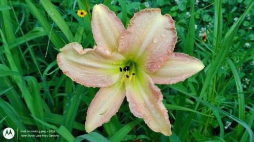 Pale pink daylily  Seedling