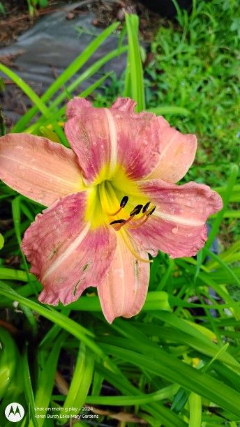 daylily seedling dusky melon
