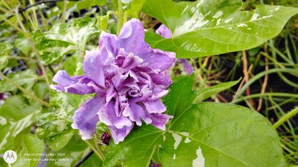 Botan Japanese Morning Glory