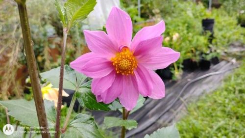 Dahlia Seedling